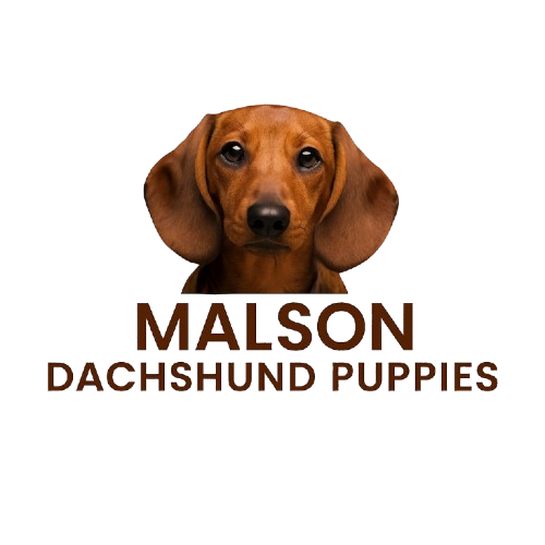 malsondachshundpuppies.com