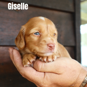 Giselle 🩷