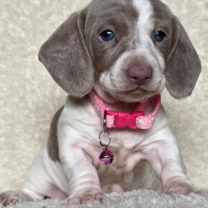 Yoats – Female Dachshund Puppy with Blue Eyes
