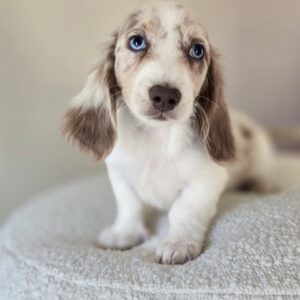 Spiky – Miniature Dachshund (Male)