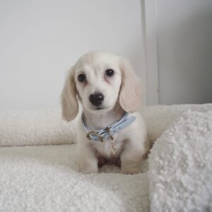 Avari - Dachshund Puppy (Male)