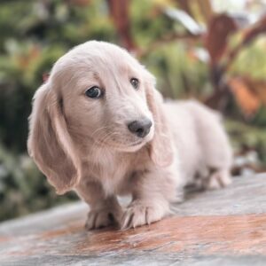 Alba – Dachshund Puppy