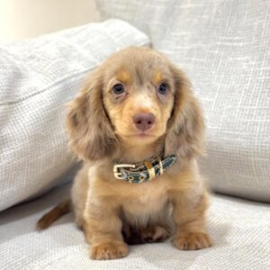 Luna Female Dachshund Puppy