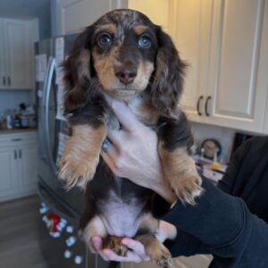 Churky – Female Miniature Dachshund (4 Months Old)