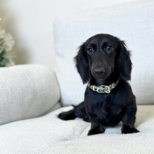 Garry – All-Black Dachshund Puppy (Male)